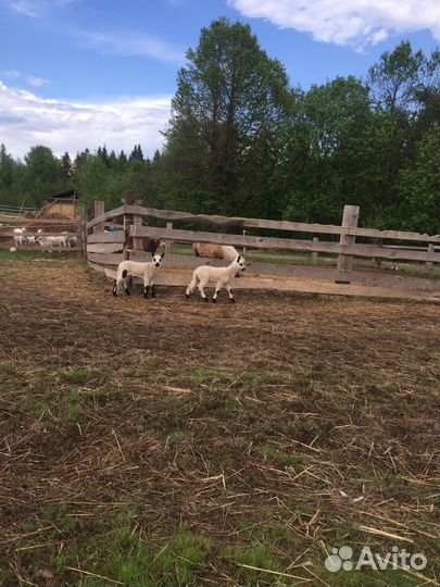 Овцы Керри Хилл Kerry Hill