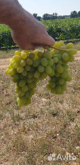 Виноград