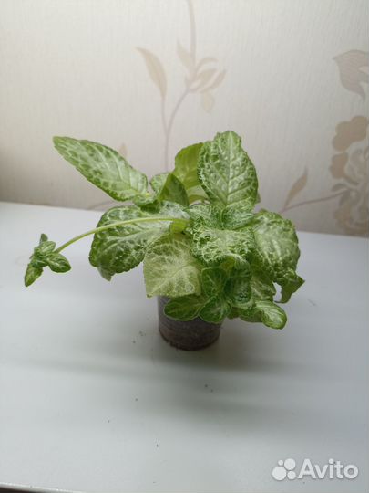 Эписции сортовые