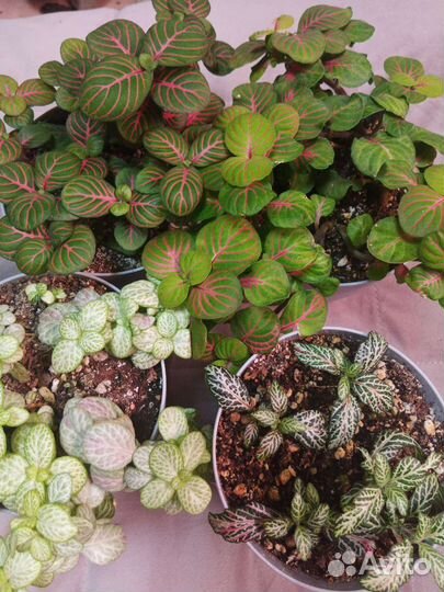 Фиттония на срез