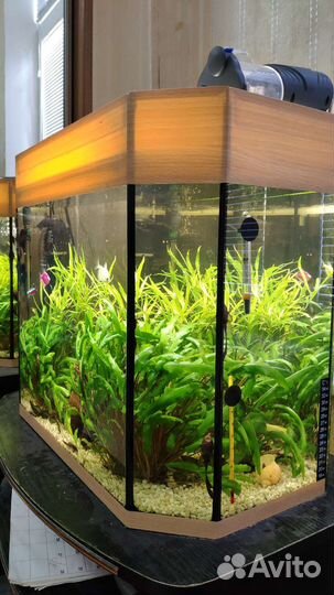Аквариум 