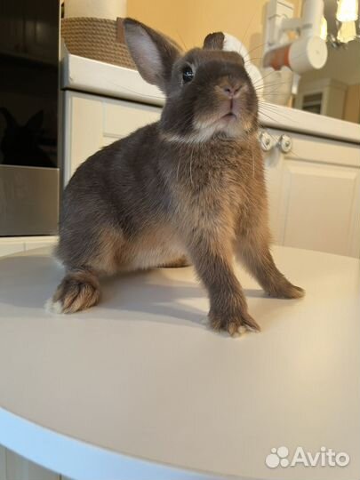 Карликовый кролик
