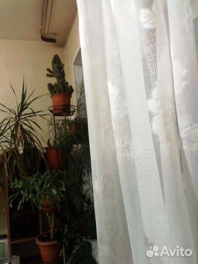 Много цветов