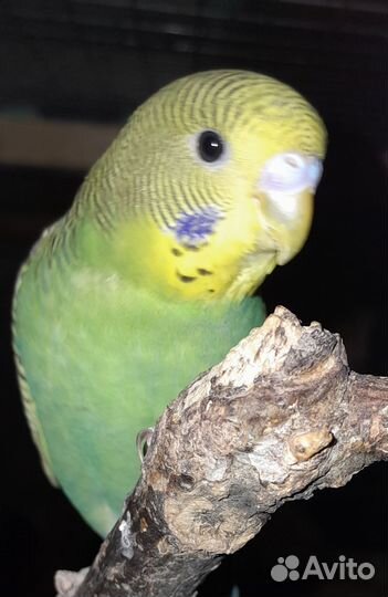 Волнистый попугай мальчик