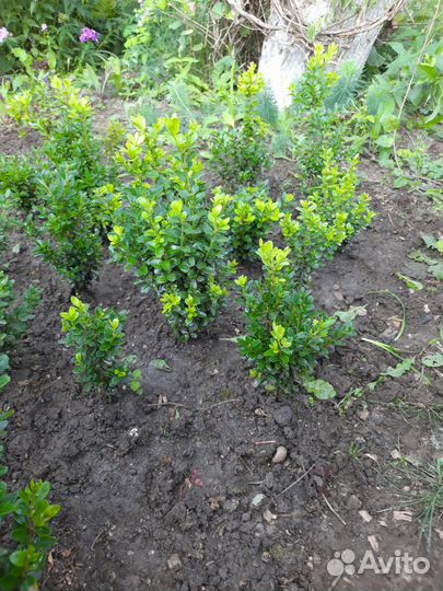 Саженцы самшита