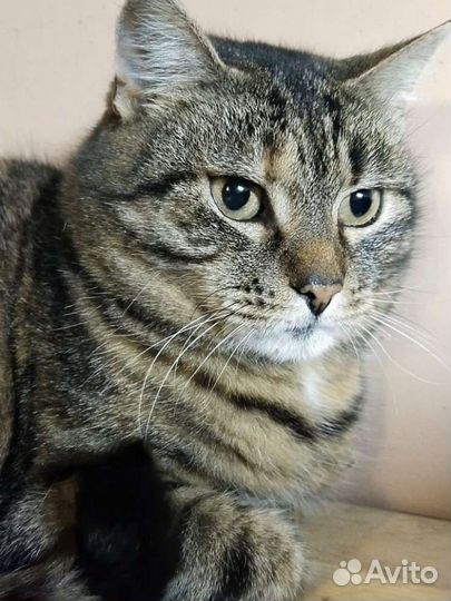 Шикарная полосатая кошка в добрые руки