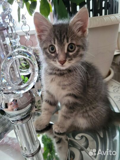 Котенок мальчик 2 месяца