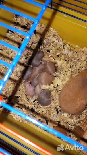 Сирийский хомяк