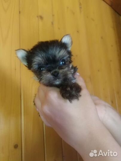 Супер кукольная девочка