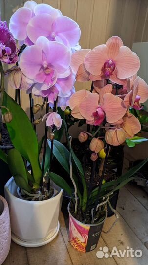 Орхидея подарочный каскад
