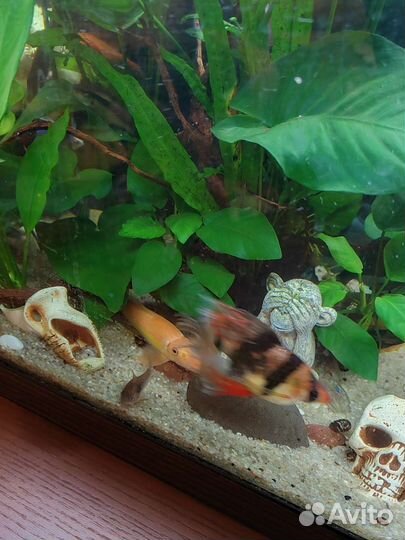 Аквариум на 200 литров