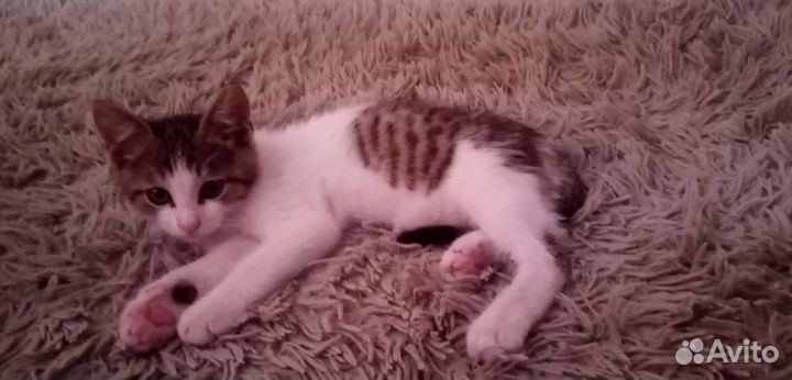 Кот мышелов