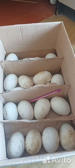 Инкубационное Яйцо гусиное