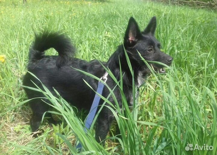 Классный парень Крош