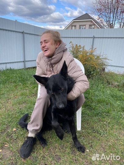 Кинолог Дрессировка собак (ветдиетолог,хендлер)