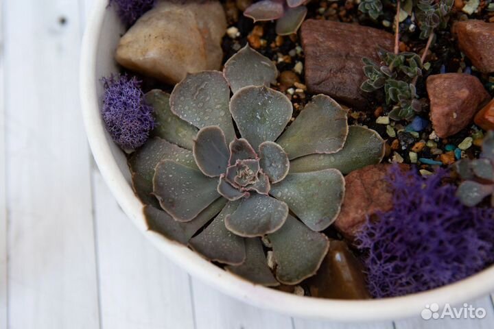 Суккуленты