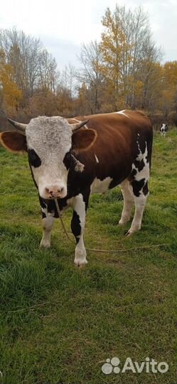 Бык Симментал