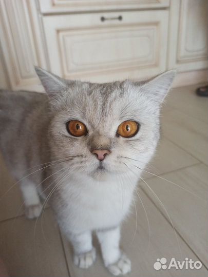Шикарная кошка