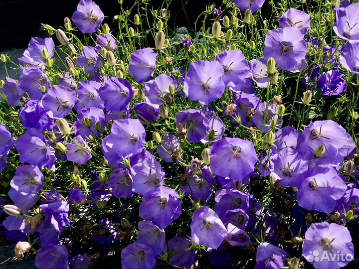 Мальва многолетняя и другие многолетники