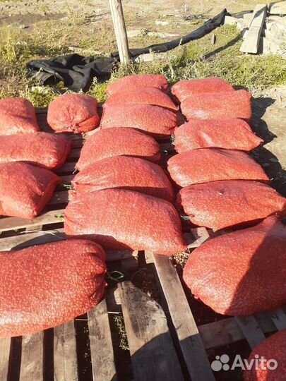 Лук севок озимый сорт радар, и стурон