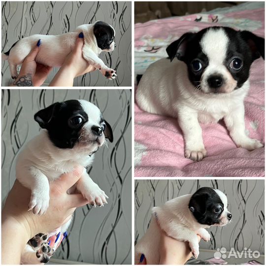 Щеночки чихуашки