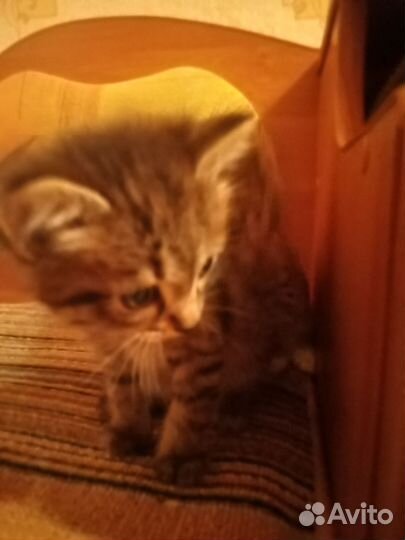 Котята ищут дом