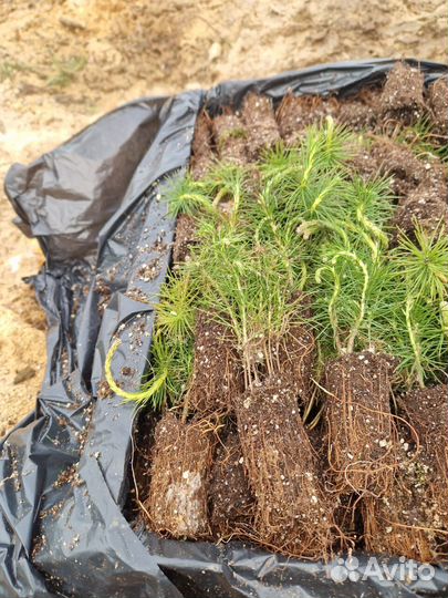 Сеянцы сосны обыкновенной окс