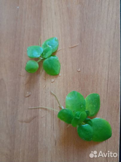 Риччия, лимнобиум