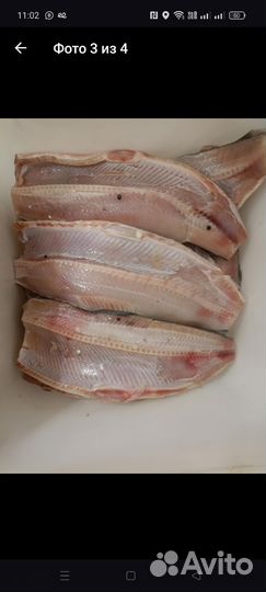 Рыба северная