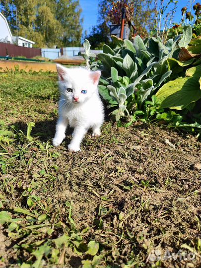 Котята в дар