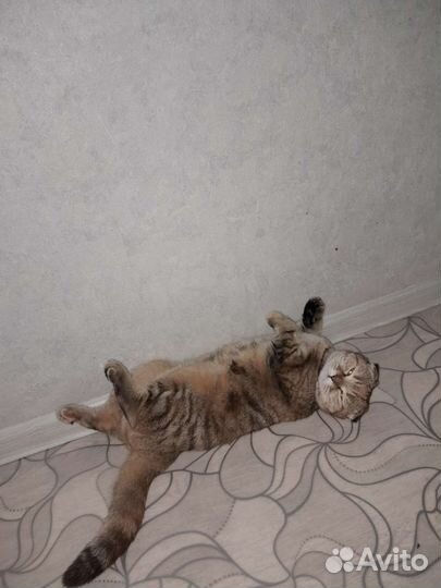 Британка вислоухая вязка