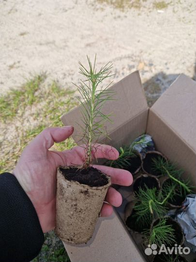 Саженцы сосны зкс