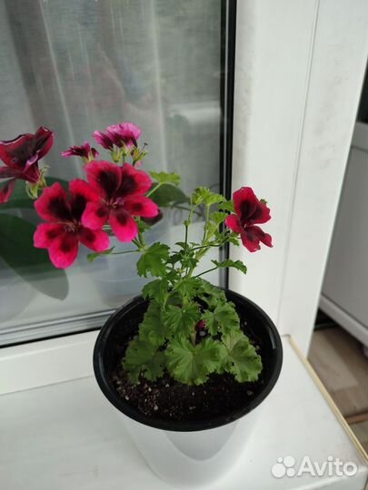 Пеларгония герань