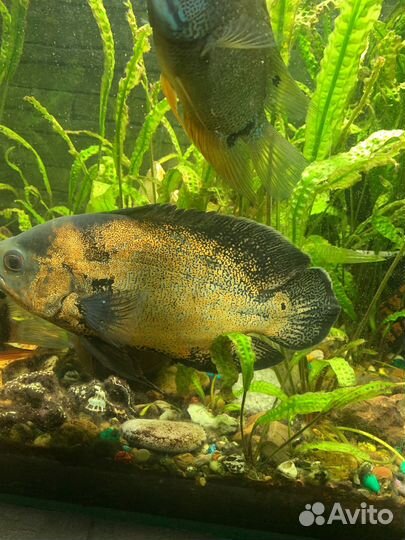 Рыба красноплечие северум