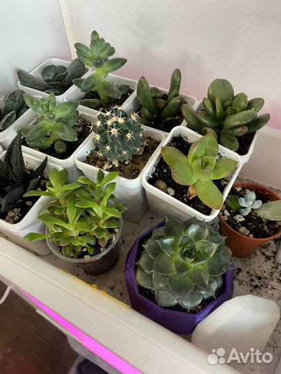 Суккуленты