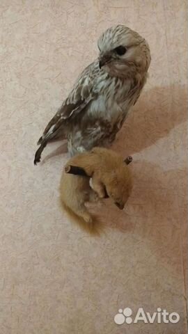 Чучело ястреба и норки