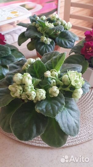 Цветущие фиалки