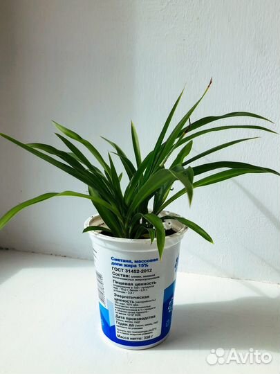 Хлорофитум