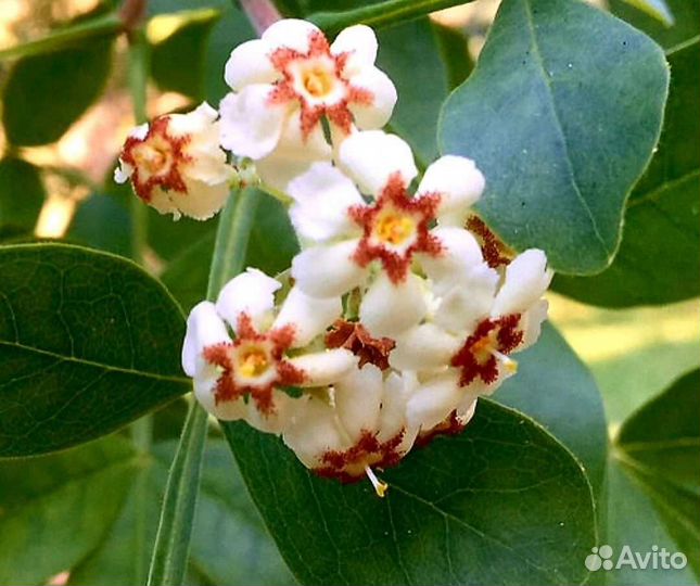 Комнатные жасмины