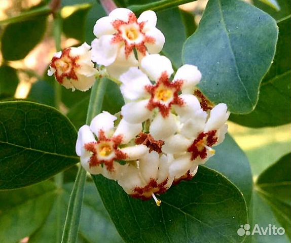 Комнатные жасмины