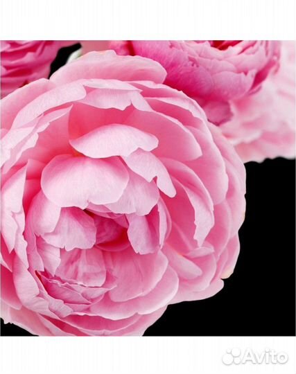 Yodeyma adriana rose Вода парфюмерная 100 мл