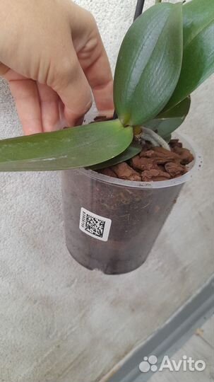 Орхидея фаленопсис kaoda