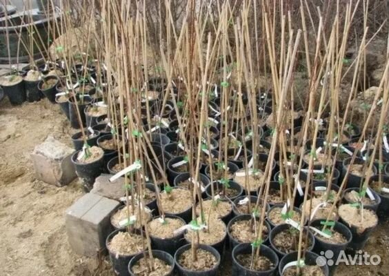 Саженцы Вишня, Айва