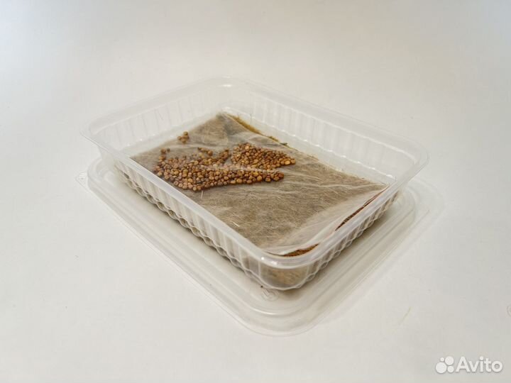 Набор для выращиваеия Микрозелень