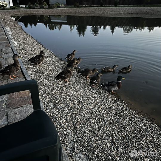 Дикая утка кряква