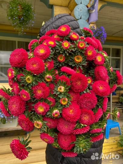 Астры срезка