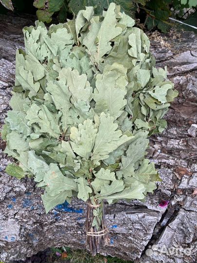 Дубовые веники