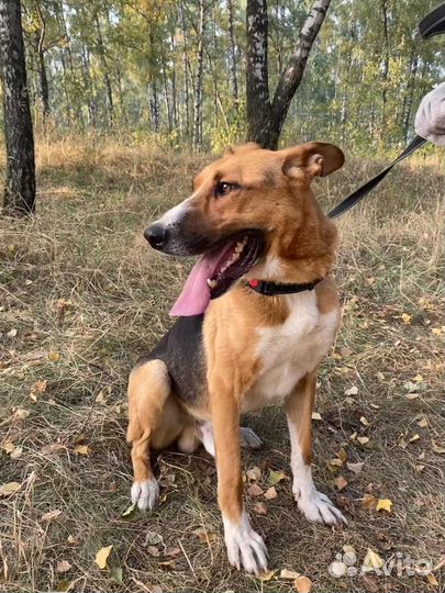 Метис овчарки