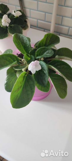 Фиалки свежие бело-фиолетовым цветочками