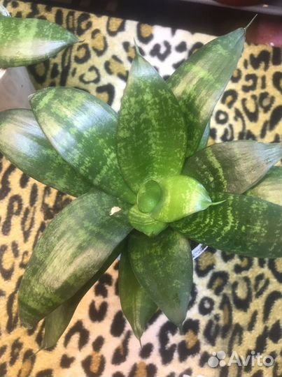 Сансевьера